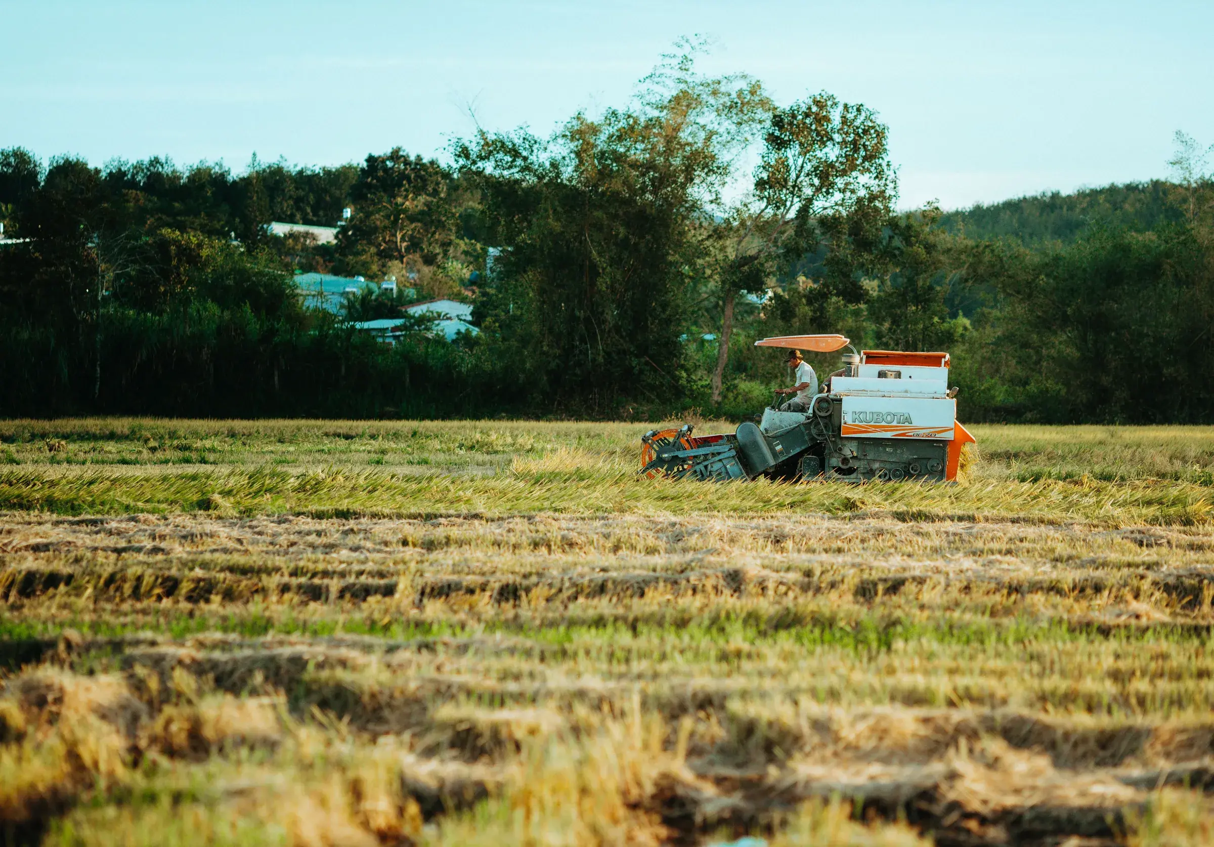 Tracteur agricole travaillant dans une rizière verdoyante